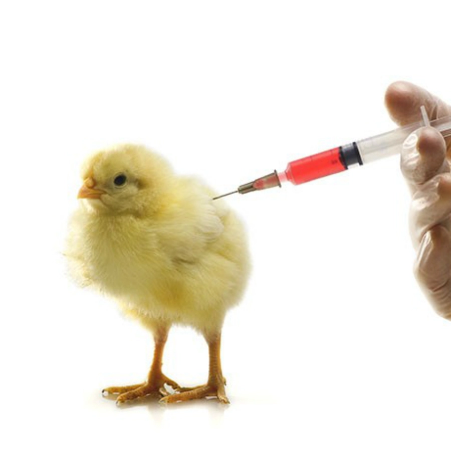 Lịch trình tiêm Vaccine gà chọi 4 trong 1