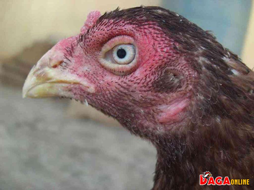 [BẬT MÍ] Top 8 Màu mắt gà chọi đẹp nhất mà người nuôi nên lựa chọn