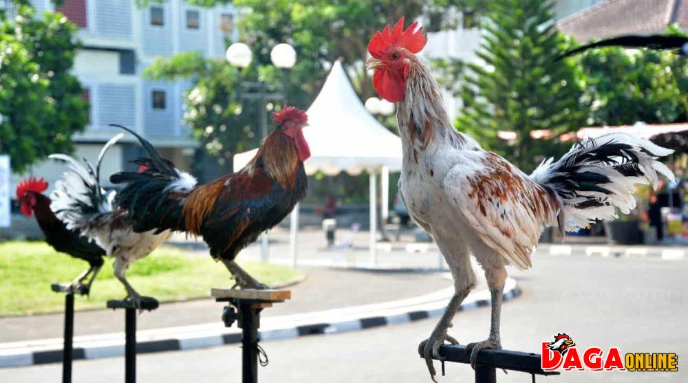 Giống gà Ayam Ketawa gà cười độc đáo có gì đặc biệt?