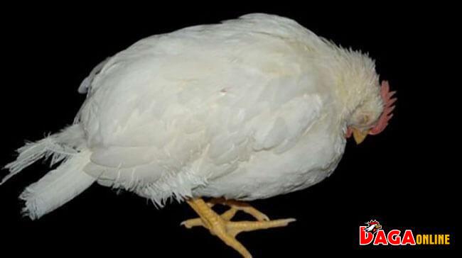 Nguyên nhân, triệu chứng - cách phòng Bệnh Gumboro ở gà chọi
